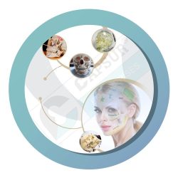 maxillofacial-system